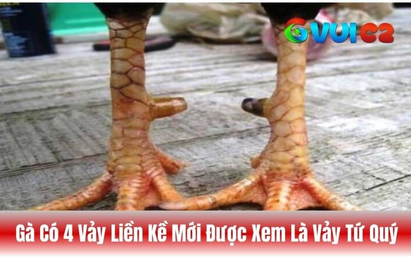 Phải có 4 vảy liền kề nhau mới được gọi là vảy tứ quý Phải có 4 vảy liền kề nhau mới được gọi là vảy tứ quý