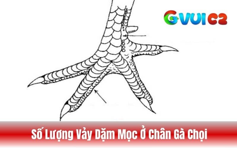 Số lượng vảy dặm chỉ từ 1 đến 2 vảy, đặc biệt nhất là mọc 3 vảy Số lượng vảy dặm chỉ từ 1 đến 2 vảy, đặc biệt nhất là mọc 3 vảy