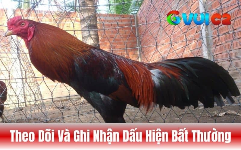 Theo dõi các dấu hiệu bất thường ở gà để điều trị kịp thời Theo dõi các dấu hiệu bất thường ở gà để điều trị kịp thời