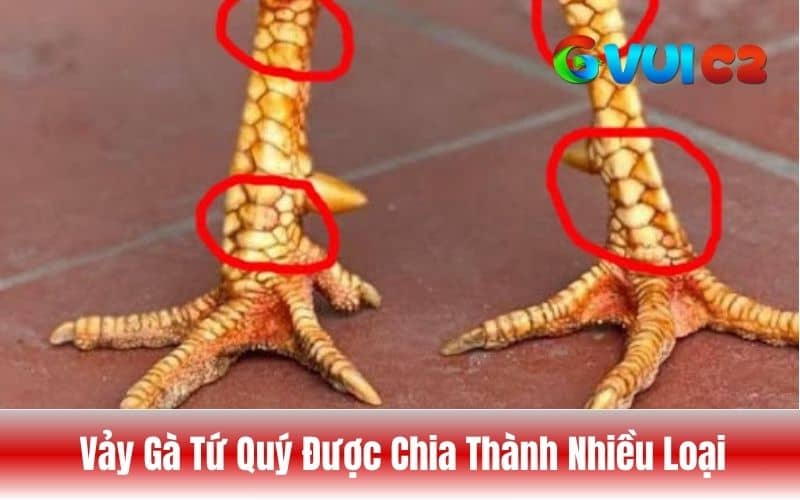 Tùy vào vị trí và hình dạng mà vảy tứ quý được chia thành nhiều loại Tùy vào vị trí và hình dạng mà vảy tứ quý được chia thành nhiều loại