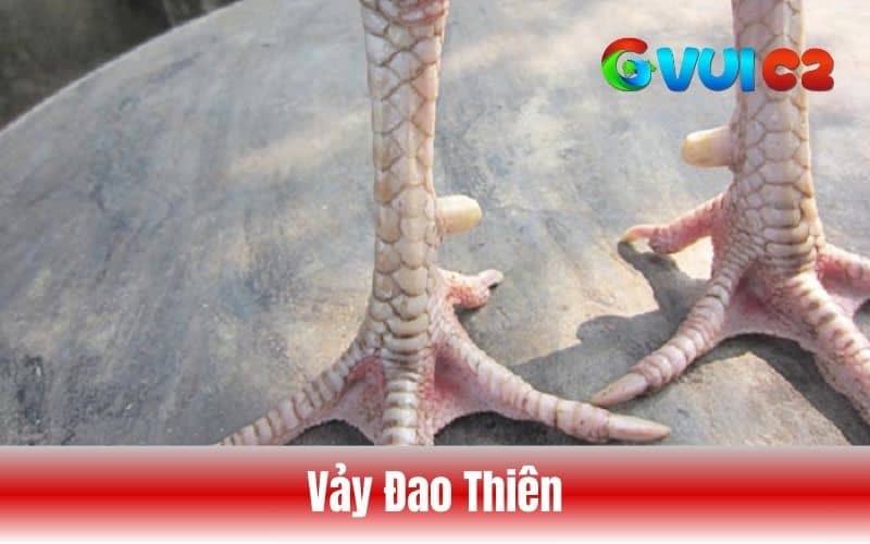 Vảy đao thiên Vảy đao thiên
