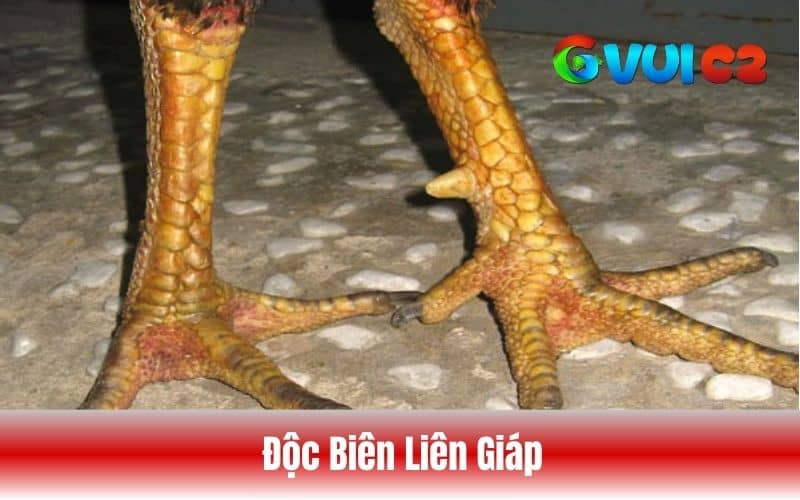 Vảy độc biên kết hợp thêm vảy liên giáp