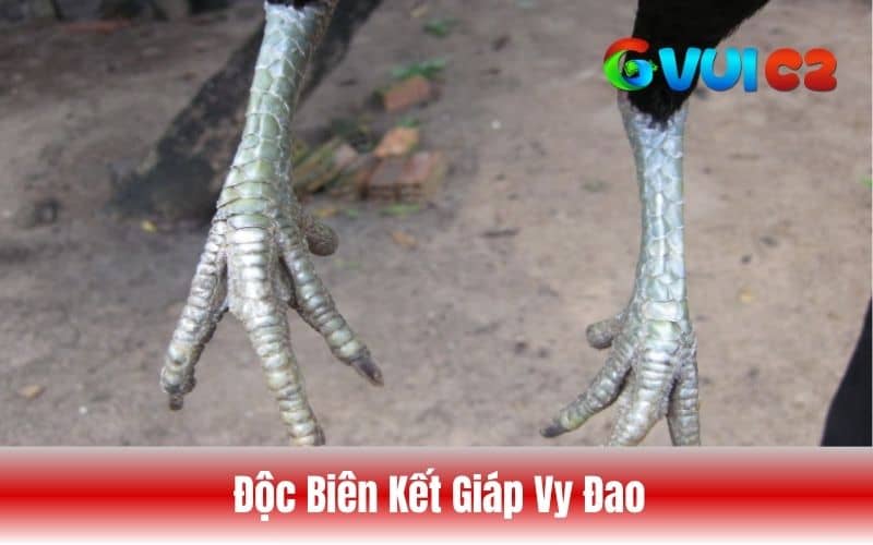 Vảy độc biên kết hợp thêm vảy vy đao