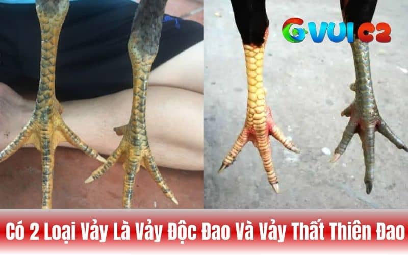 Vảy độc đao và thất đao thiên được đánh giá cao nhất Vảy độc đao và thất đao thiên được đánh giá cao nhất
