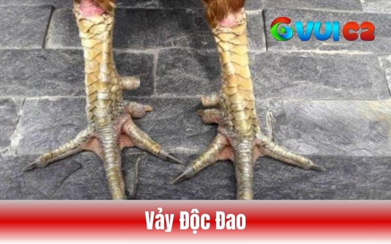 Vảy độc đao Vảy độc đao