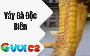 Vảy Gà Độc Biên