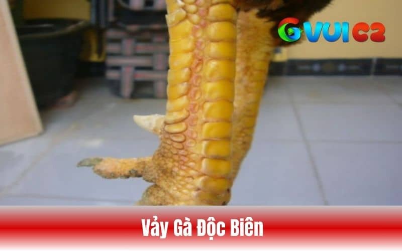 Vảy gà độc biên là vảy mọc thành hàng dọc ở một bên chân gà