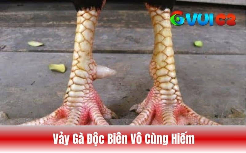 Vảy gà độc biên vô cùng hiếm gặp và khó lai tạo