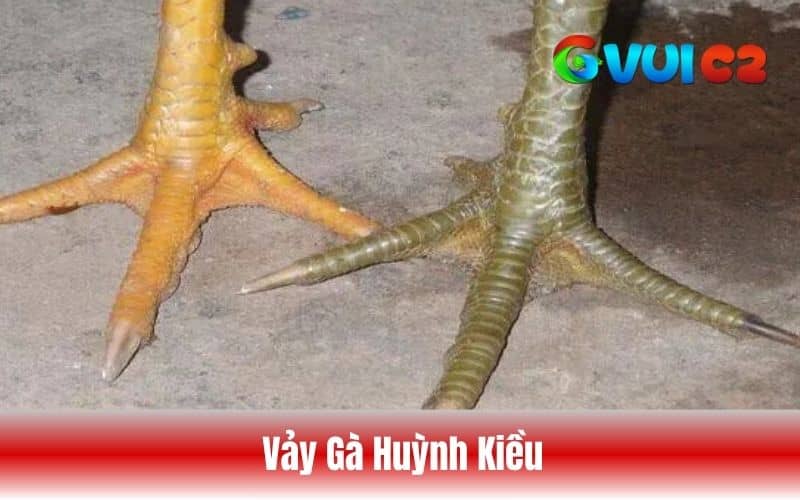Vảy gà huỳnh kiều là vảy có hình dạng như cây cầy nhỏ Vảy gà huỳnh kiều là vảy có hình dạng như cây cầy nhỏ