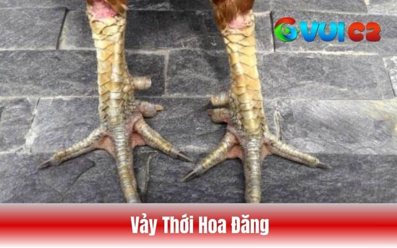 Vảy gà thới hoa đăng là vảy mọc quanh khu vực ngón thới và các vảy xếp nối nhau Vảy gà thới hoa đăng là vảy mọc quanh khu vực ngón thới và các vảy xếp nối nhau