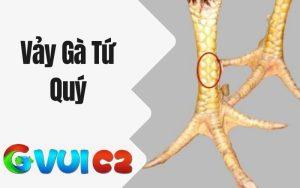 Vảy Gà Tứ Quý