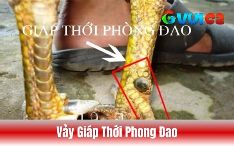 Vảy giáp thới phòng đao Vảy giáp thới phòng đao