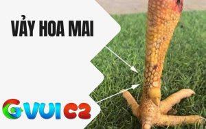 Vảy Hoa Mai