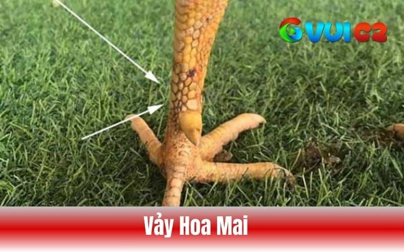 Vảy hoa mai là có nhiều vảy nhỏ tụm lại có hình giống như hoa mai Vảy hoa mai là có nhiều vảy nhỏ tụm lại có hình giống như hoa mai
