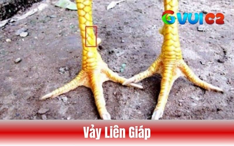Vảy liên giác có 2 hoặc nhiều vảy tạo thành mọc ở nhiều vị trí trên chân gà