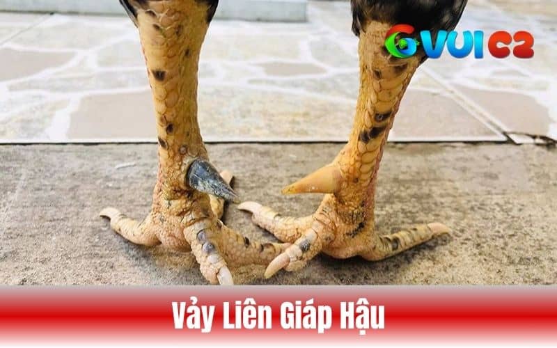 Vảy liên giáp hậu