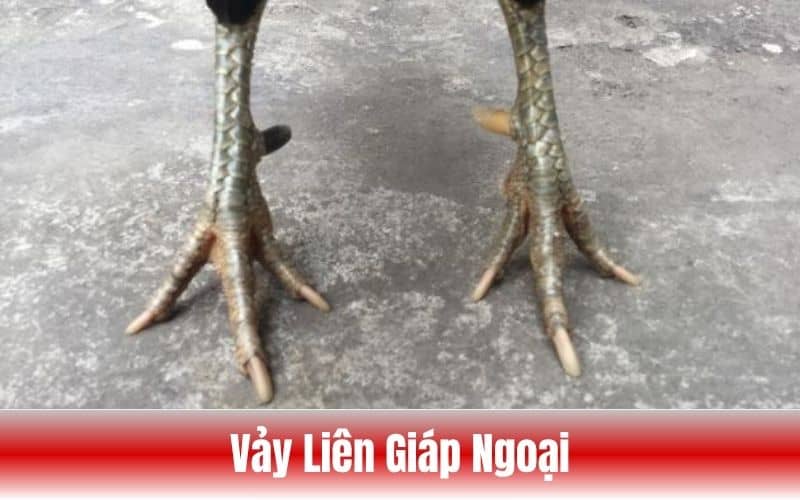 Vảy liên giáp ngoại