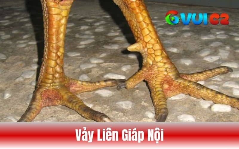 Vảy liên giáp nội