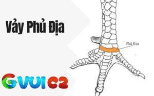 Vảy Phủ Địa