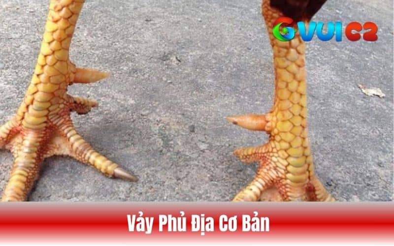 Vảy phủ địa cơ bản