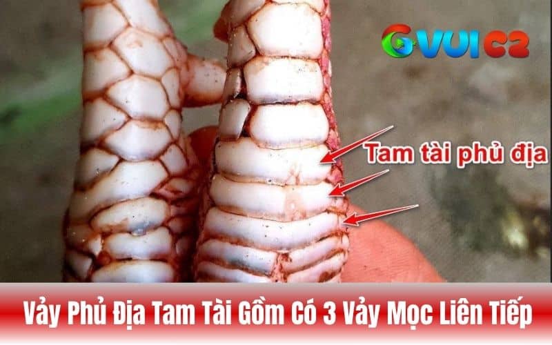 Vảy phủ địa tam tài