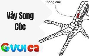 Vảy Song Cúc