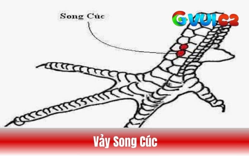 Vảy song cúc là vảy mọc có hình dạng như hoa cúc