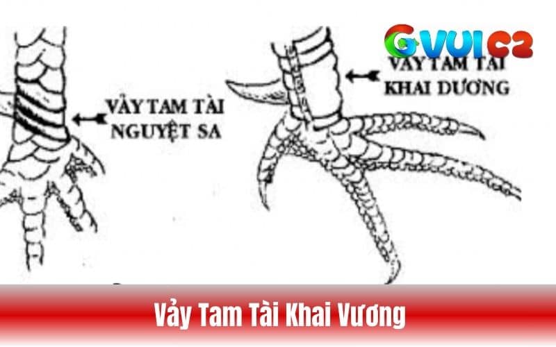 Vảy tam tài khai dương Vảy tam tài khai dương