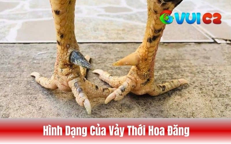Vảy thới hoa đăng có hình dạng như chiếc đèn lòng nhỏ Vảy thới hoa đăng có hình dạng như chiếc đèn lòng nhỏ