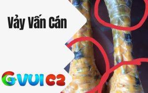 Vảy vấn cán