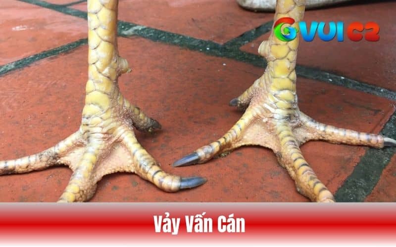 Vảy vấn cán là vảy mọc ở phần cán và quấn quanh chân gà Vảy vấn cán là vảy mọc ở phần cán và quấn quanh chân gà