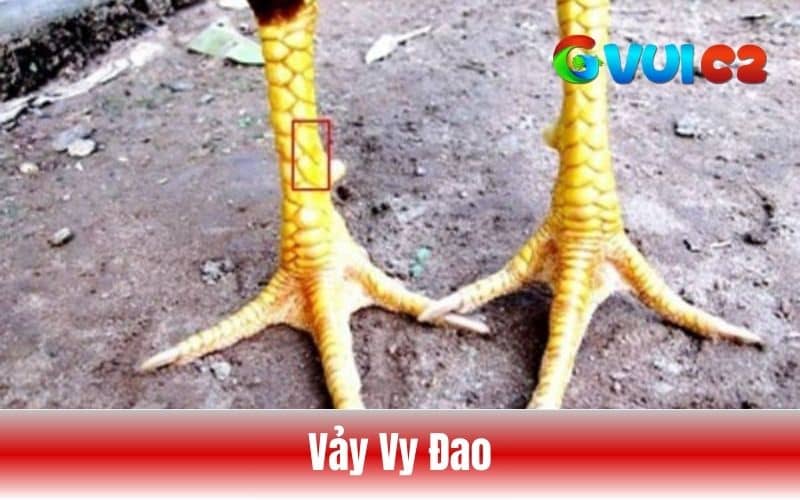 Vảy vy đao Vảy vy đao