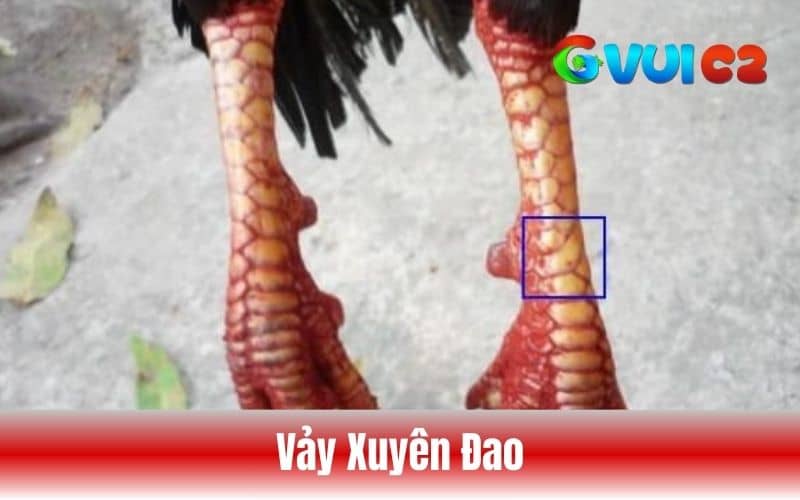 Vảy xuyên đao là loại vảy mọc có hình dạng lưỡi đao đâm xuyên qua chân gà Vảy xuyên đao là loại vảy mọc có hình dạng lưỡi đao đâm xuyên qua chân gà