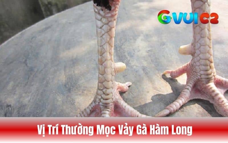 Vị trí mọc của vảy gà hàm long Vị trí mọc của vảy gà hàm long