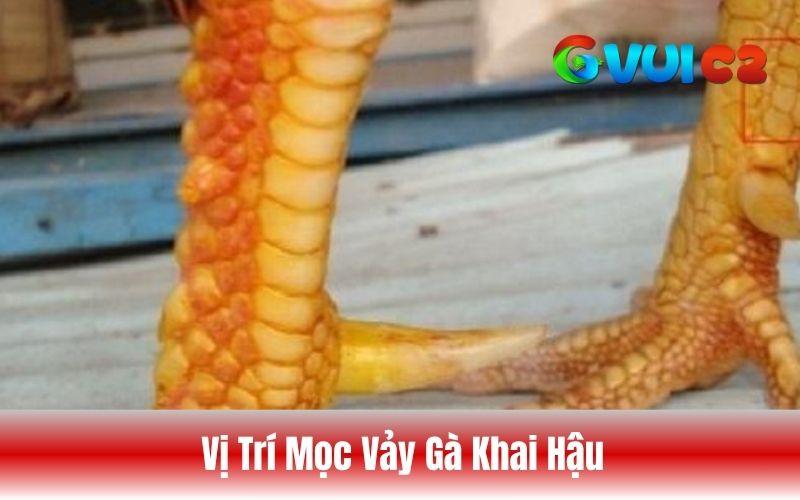 Vị trí mọc của vảy gà khai hậu