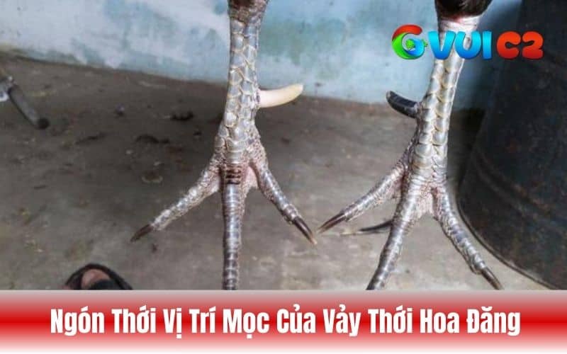 Vị trí vảy thới hoa đăng chỉ xuất hiện ở ngón thới trên chân gà Vị trí vảy thới hoa đăng chỉ xuất hiện ở ngón thới trên chân gà
