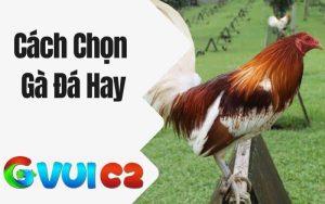 Cách Chọn Gà Đá Hay