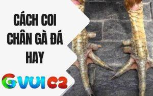 Cách coi chân gà đá hay