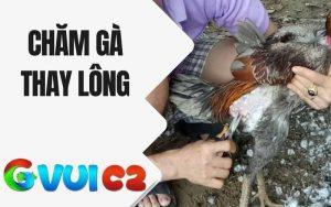 Chăm Gà Thay Lông