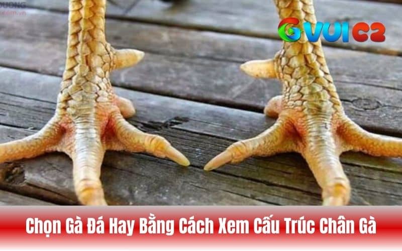 Chân gà khỏe, khô, gân guốc với vảy đều và rõ nét là đều cần thiết nhất khi chọn gà đá hay