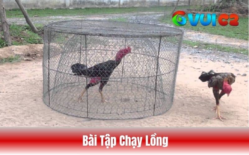 Chạy lồng giúp cơ chân gà dẻo dai hơn