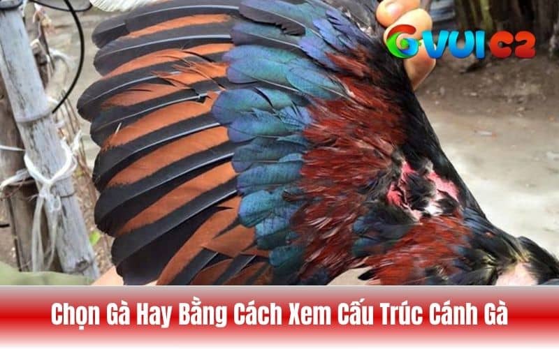 Chọn gà đá hay nên ưu tiên những con có đôi cánh khỏe, ôm sát thân và lông cánh đầy đủ