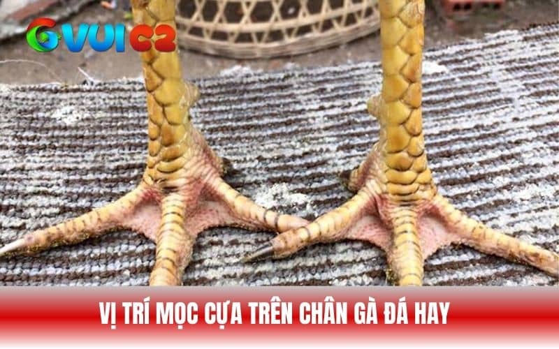 Cựa gà nên mọc vừa phải và cần đối giữa gối và bàn chân