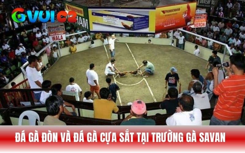 Đá gà đòn và đá gà cựa sắt là hai hình thức thi đấu tại trường gà Savan Đá gà đòn và đá gà cựa sắt là hai hình thức thi đấu tại trường gà Savan