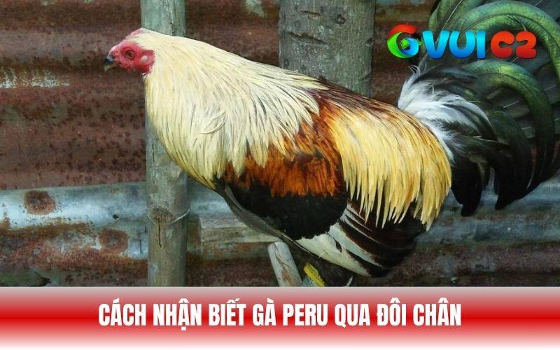 Dáng chân của gà Peru