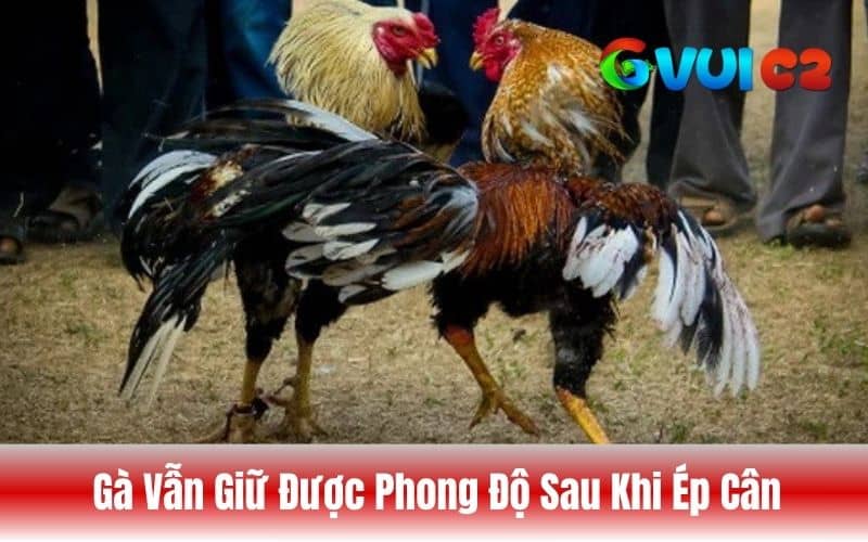 Ép cân đúng cách giúp gà có thể giữ được phong độ thi đấu Ép cân đúng cách giúp gà có thể giữ được phong độ thi đấu