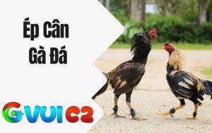 Ép Cân Gà Đá