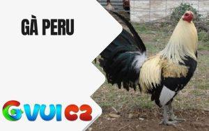 Gà Peru