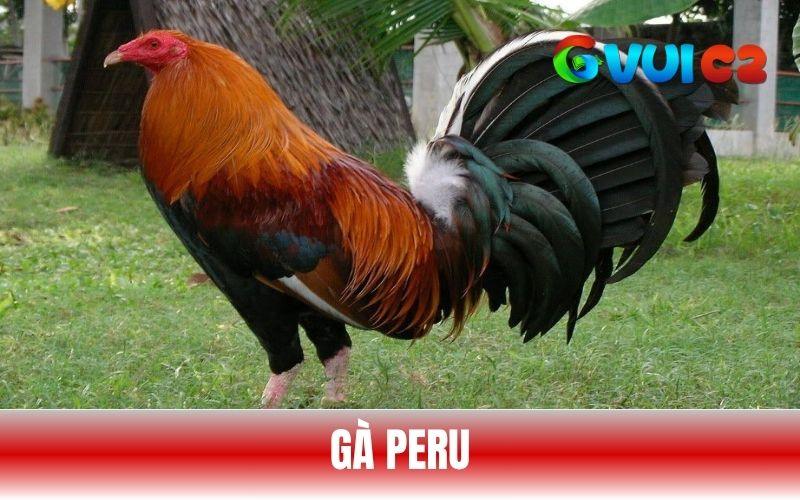 Gà Peru có nguồn gốc từ Peru, Nam Mỹ