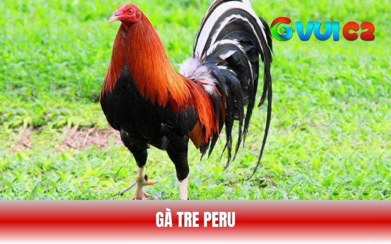 Giống gà tre Peru